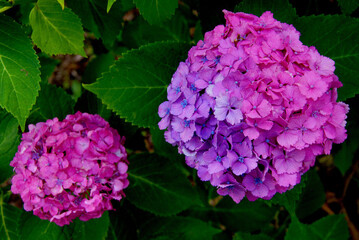 ピンクの紫陽花