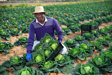 Afro american man professional farmer holding box full of organic cabbage in a farm field