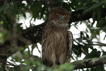Sri Lankan Birds in Wilpattu National Park, Sri Lanka