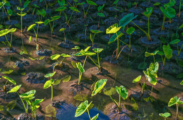 Green and Red Taro Plants Growing in the Manoa Valley on Oahu, Hawaii.