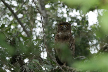 Sri Lankan Birds in Wilpattu National Park, Sri Lanka