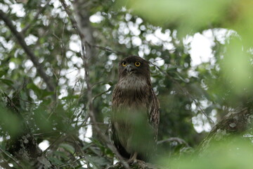 Sri Lankan Birds in Wilpattu National Park, Sri Lanka