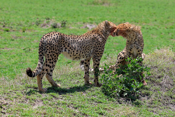 Two cheetahs interacting on grassy Africa savanna landscape	