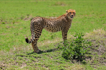 Lone cheetah standing alert on grassland in Africa savanna	