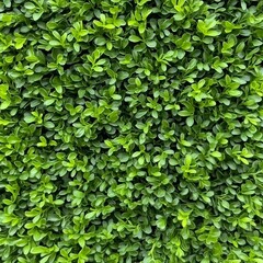Close-up of lush green leaves, vibrant green, full frame, texture, background, foliage, nature, plant, botanical.