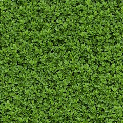 Lush green foliage, a vibrant texture of leaves, creating a natural backdrop.