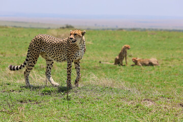 Cheetah family on Africa grassland under clear skies observing.