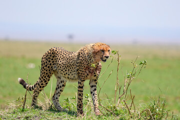 Cheetah gracefully prowling on open African grassland