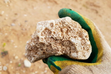 Fossilized colonial coral replaced by quartz, fossil hunting in nature, field photo. Kaluga region, Russia © PhotoChur