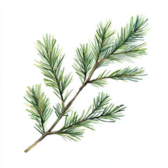 cozy watercolor style illustration of pine branch, showcasing its delicate green needles and natural beauty. Perfect for nature themed designs