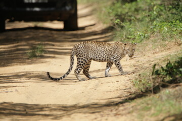 Leopard Cub in the Wild, Wilpattu National Park, Sri Lanka 