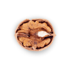 Walnut Organic Healthy Nut on White Background. File With Clipping Path.