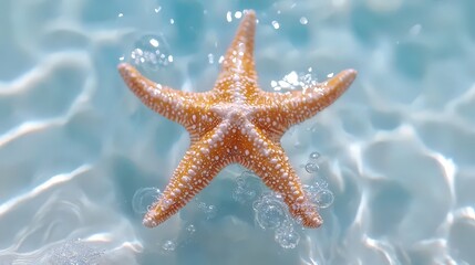 Starfish in Blue Water  Summer Beach  Ocean Life  Tropical Sea  Underwater  Marine Animal