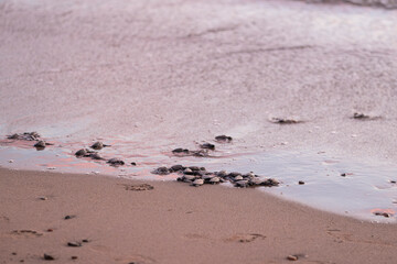 Close up of many baby sea turtles making its way to ocean at sunset on a dark sand volcanic beach. Conservation and preservation of endangered marine species concept. Selective focus, space for copy. 