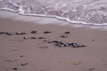 Close up of many baby sea turtles making its way to ocean at sunset on a dark sand volcanic beach. Conservation and preservation of endangered marine species concept. Selective focus, space for copy. 