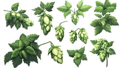Set of hops isolated on white