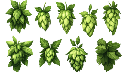 Set of hops isolated on white