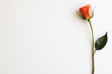 Fototapeta premium Vibrant school supplies framing a single rose on white background - Stationery composition - Education and Office Supply Industry