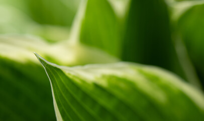 Fototapeta premium abstract green blurred background with leaves