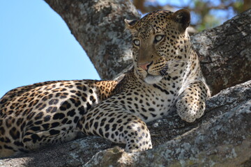 Leopard