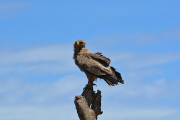 African Eagle