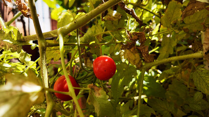 cherry tomatoes in your backyard, urban garden