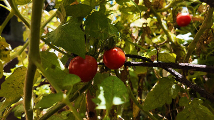 cherry tomatoes in your backyard, urban garden