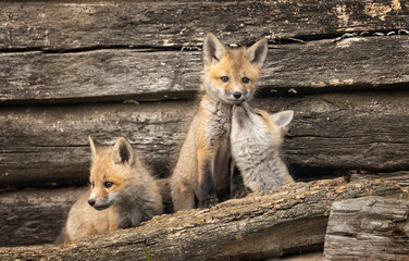 Fox kits in front of a barn