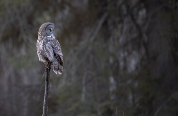 Great gray owl looking to the right