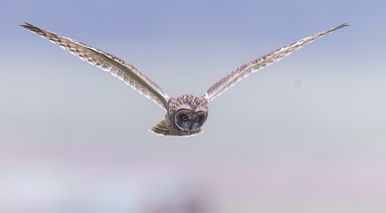 short-eared owl gliding in the sky
