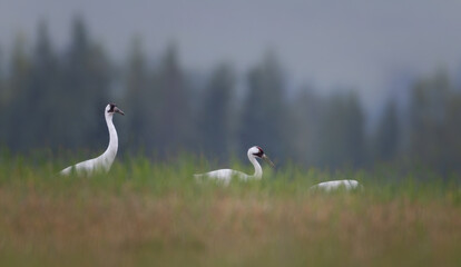 The whooping cranes in a filed