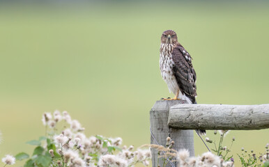 Hawk on a fence post