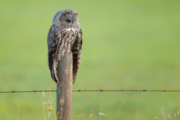 A great gray owl on a fencepost