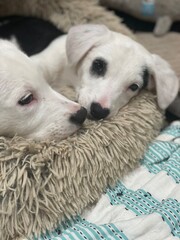 Puppy photographs that capture the joy and warmth these beloved companions bring to our lives. Dogs are among the most popular images online.