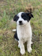 Puppy photographs that capture the joy and warmth these beloved companions bring to our lives. Dogs are among the most popular images online.