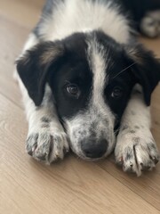 Puppy photographs that capture the joy and warmth these beloved companions bring to our lives. Dogs are among the most popular images online.