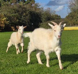 Obraz premium goat on the meadow