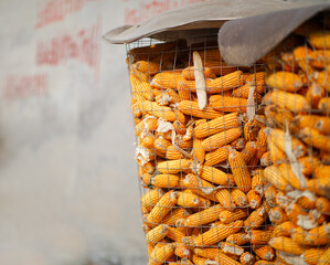 Corn on the cob is stored together after the autumn harvest