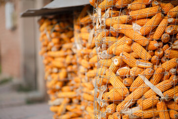 Corn on the cob is stored together after the autumn harvest