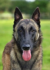 Belgian Malinois 