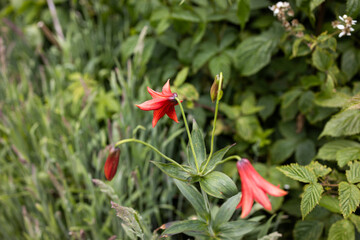 Flame Azalea Blooms at Roan Mountain on the Border of North Carolina and Tennessee