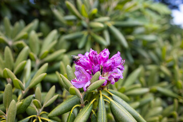 Rhododendron Blooms at Roan Mountain on the Border of North Carolina and Tennessee