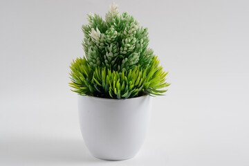 Plants in pots isolated on white background.