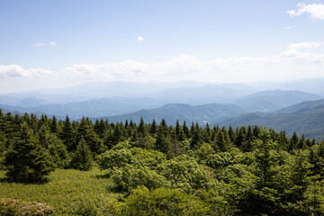Roan Mountain on the Border of North Carolina and Tennessee in the Summer
