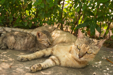 a mother cat and her kittens resting peacefully beside a lush green plant