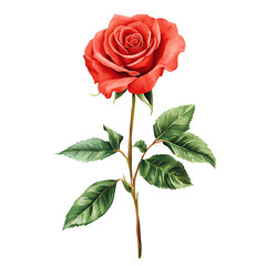 Obraz premium Elegant watercolor rose flower illustration on a transparent background, perfect for floral designs, invitations, and artistic projects.