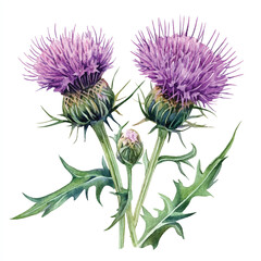 Thistle flower watercolor clipart illustration © yuniazizah
