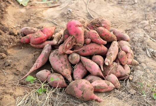 A bunch of freshly dug sweet potatoes