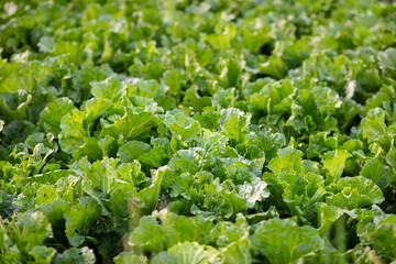 Lush green cabbage in farmland