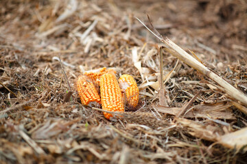 Corn on the cob scattered in a cornfield